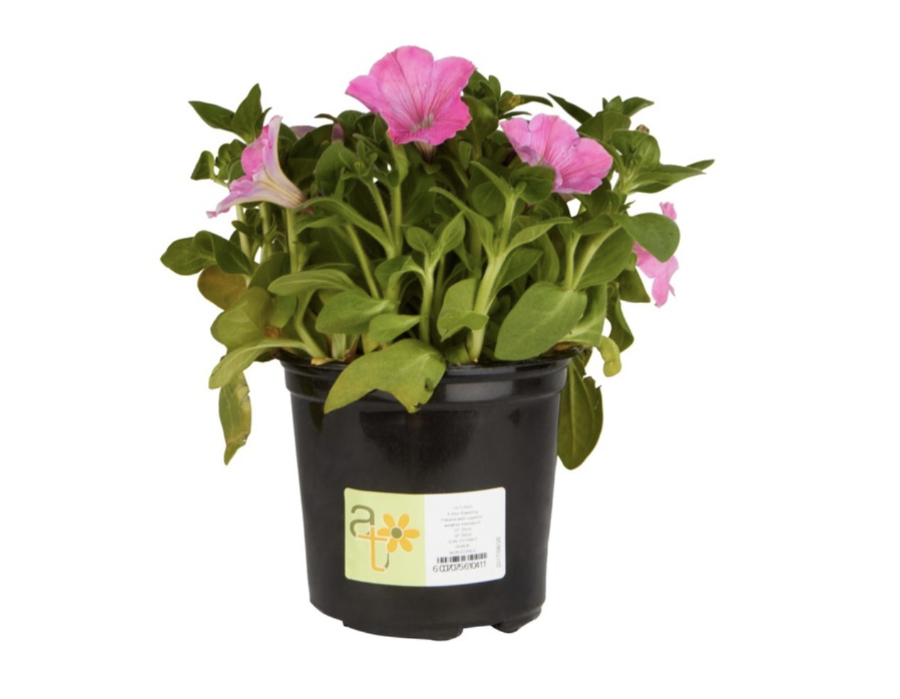 Colour Magic Pot (150mm)